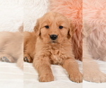Small Photo #3 Golden Retriever Puppy For Sale in MILLERSBURG, OH, USA