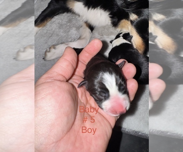 Medium Photo #15 Border-Aussie Puppy For Sale in MADRID, IA, USA