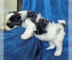 Small Photo #15 Morkie Puppy For Sale in HOLLAND, MI, USA