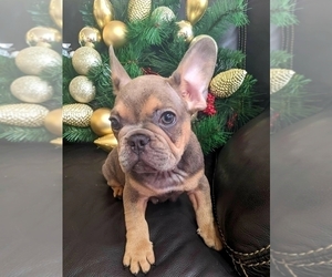 French Bulldog Puppy for sale in TAMPA, FL, USA