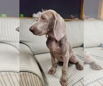 Small Photo #5 Weimaraner Puppy For Sale in BUNNELL, FL, USA