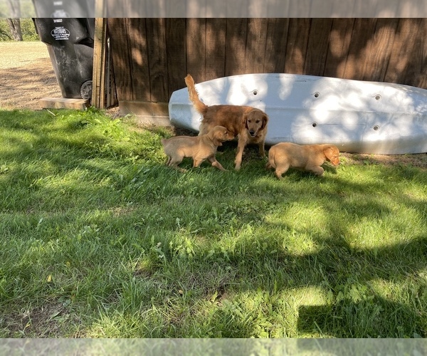 Medium Photo #6 Golden Retriever Puppy For Sale in BOYCEVILLE, WI, USA