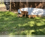 Small Photo #6 Golden Retriever Puppy For Sale in BOYCEVILLE, WI, USA