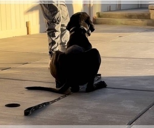 Great Dane Puppy for sale in MENIFEE, CA, USA