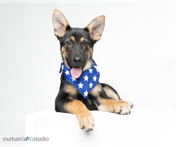 Medium Photo #5 German Shepherd Dog Puppy For Sale in Tampa, FL, USA
