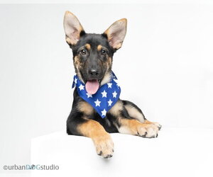 Stoney - M - Male German Shepherd Dog Dog for Adoption - Photo #5