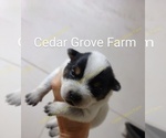 Small Photo #4 Australian Cattle Dog Puppy For Sale in WINGATE, NC, USA