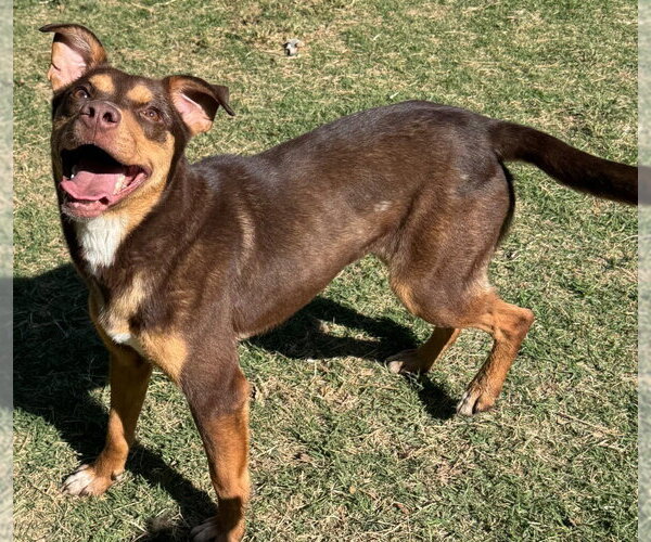 Medium Photo #4 Mutt Puppy For Sale in Great Bend, KS, USA