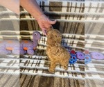 Small #3 Poodle (Toy)
