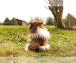 Small Photo #9 Pomeranian Puppy For Sale in WARSAW, IN, USA