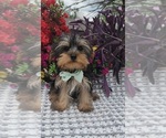 Small Yorkshire Terrier