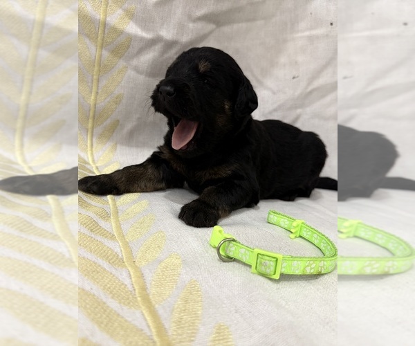 Medium Photo #19 Labradoodle Puppy For Sale in PRESCOTT VALLEY, AZ, USA