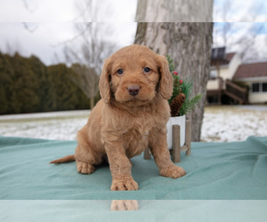 Miniature Labradoodle Litter for sale in MIDDLEBURY, IN, USA