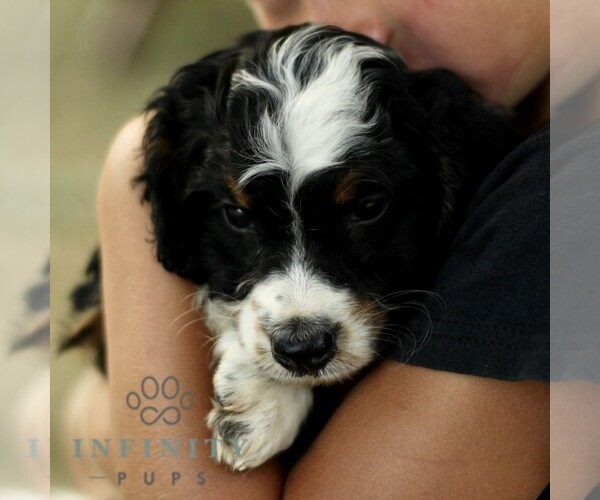 Medium Photo #3 Bernedoodle (Miniature) Puppy For Sale in NEW HOLLAND, PA, USA