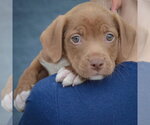 Small Photo #4 American Staffordshire Terrier-Chocolate Labrador retriever Mix Puppy For Sale in Huntley, IL, USA