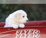 Small Photo #7 Pyredoodle Puppy For Sale in EATONTON, GA, USA