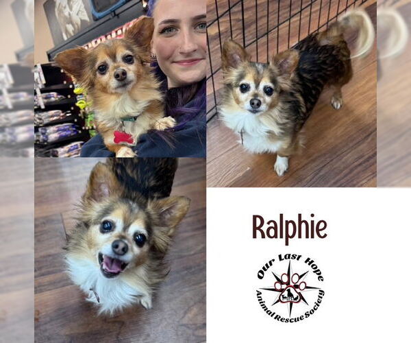 Medium Photo #1 Chion Puppy For Sale in Princeton, British Columbia, Canada