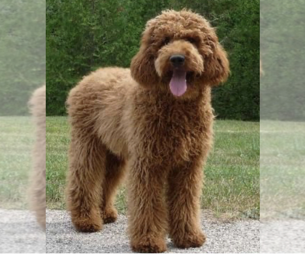 Medium Photo #1 Australian Labradoodle Puppy For Sale in FLORENCE, AL, USA