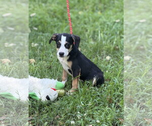 Mutt Dogs for adoption in Yardley, PA, USA