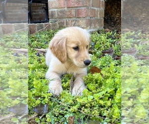 Golden Retriever Puppy for sale in FORT MILL, SC, USA