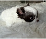 Small #4 Chihuahua