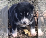 Small Photo #13 Pomsky Puppy For Sale in BAXTER, TN, USA