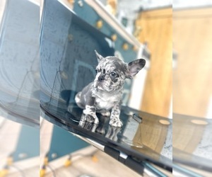 French Bulldog Puppy for sale in MEMPHIS, TN, USA