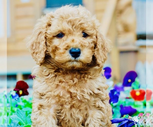 Medium Photo #2 Goldendoodle (Miniature) Puppy For Sale in HUNTINGTON, AR, USA