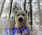 Small Photo #7 Siberian Husky Puppy For Sale in WILLIAMSBURG, VA, USA
