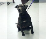 Small Labrador Retriever Mix