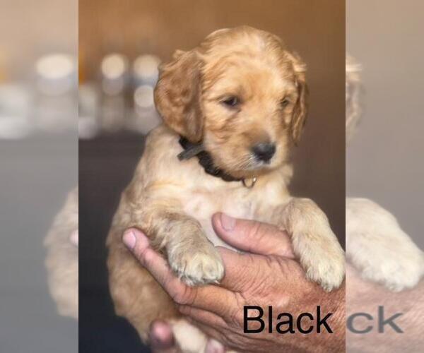 Medium Photo #2 Double Doodle Puppy For Sale in HESPERIA, CA, USA