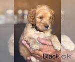 Puppy 1 Double Doodle