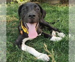Small #1 American Staffordshire Terrier-Great Pyrenees Mix