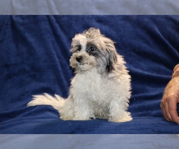 Medium Photo #3 ShihPoo Puppy For Sale in DYERSBURG, TN, USA