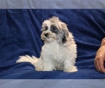 Small #2 ShihPoo