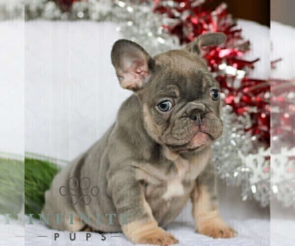 Medium Photo #3 French Bulldog Puppy For Sale in LITITZ, PA, USA