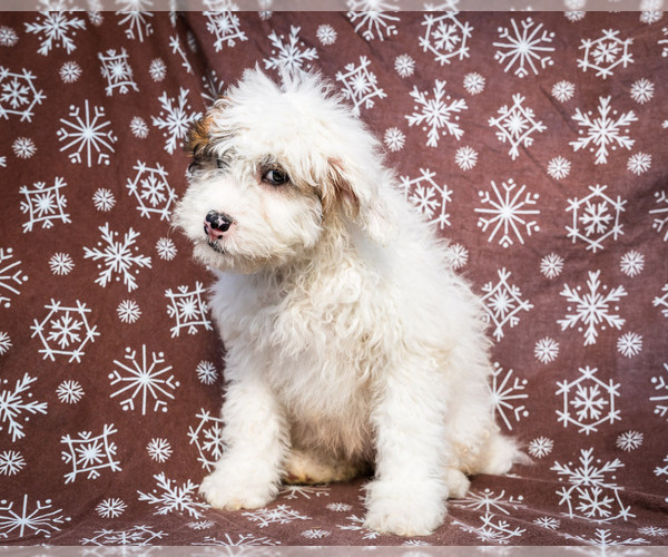 Medium Photo #3 Saint Berdoodle Puppy For Sale in WAKARUSA, IN, USA