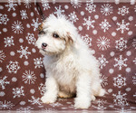 Small Photo #3 Saint Berdoodle Puppy For Sale in WAKARUSA, IN, USA