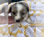 Puppy Pockets Miniature Australian Shepherd