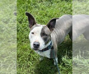 American Staffordshire Terrier Dogs for adoption in Fort Lauderdale, FL, USA