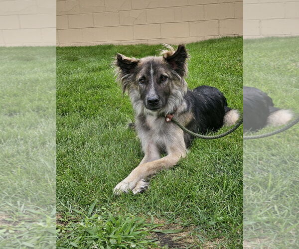 Medium Photo #5 Mutt Puppy For Sale in Brooklyn Center, MN, USA