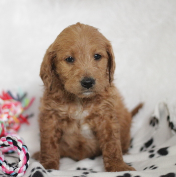 Medium Photo #1 Miniature Labradoodle Puppy For Sale in GAP, PA, USA