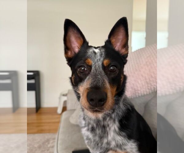 Medium Photo #3 Mutt Puppy For Sale in Cliffwood, NJ, USA