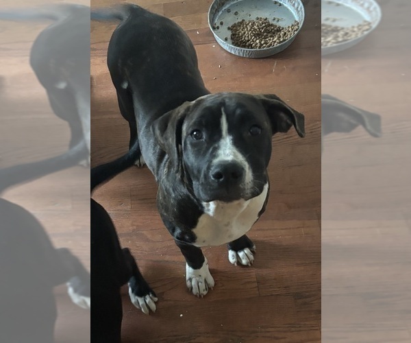 Medium Photo #2 American Mastiff-American Pit Bull Terrier Mix Puppy For Sale in NEW BEDFORD, MA, USA