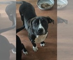 Small #1 American Mastiff-American Pit Bull Terrier Mix