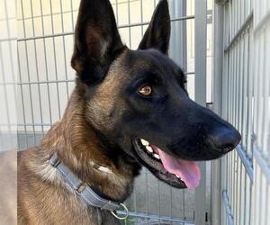 Mutt Dogs for adoption in Martinez, CA, USA