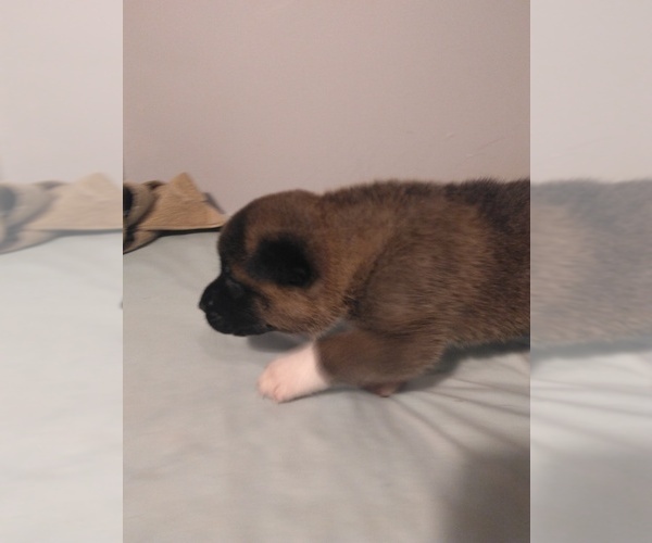 Medium Photo #3 Akita Puppy For Sale in STATESVILLE, NC, USA