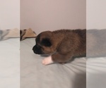 Small Photo #3 Akita Puppy For Sale in STATESVILLE, NC, USA