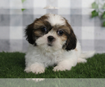Image preview for Ad Listing. Nickname: Ace