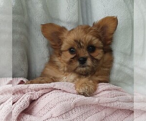 Shiranian Puppy for sale in THORP, WI, USA